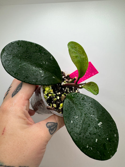 Hoya Carnosa ‘David’s green cup’ (Rare tropical)