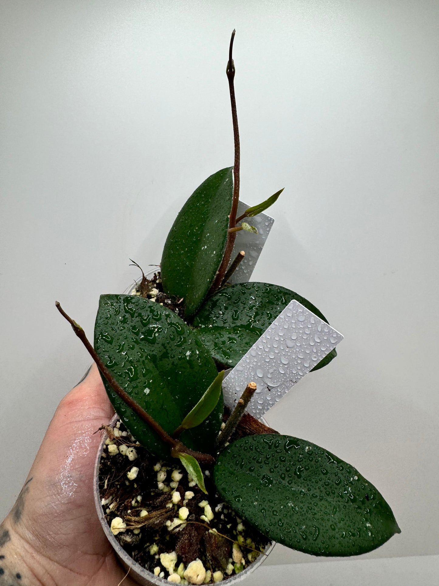 Hoya Carnosa