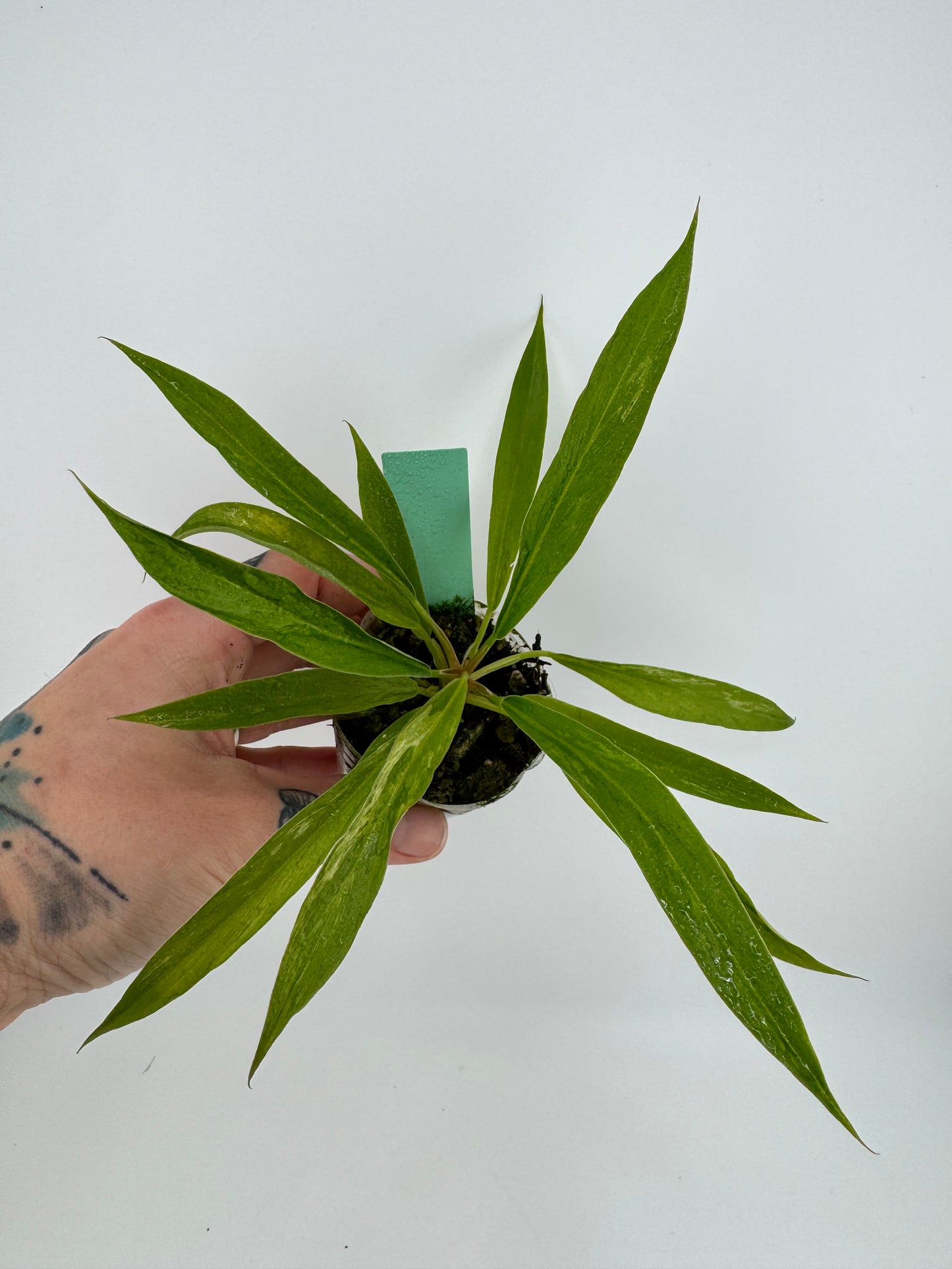 Philodendron low VAR Caramel Marble