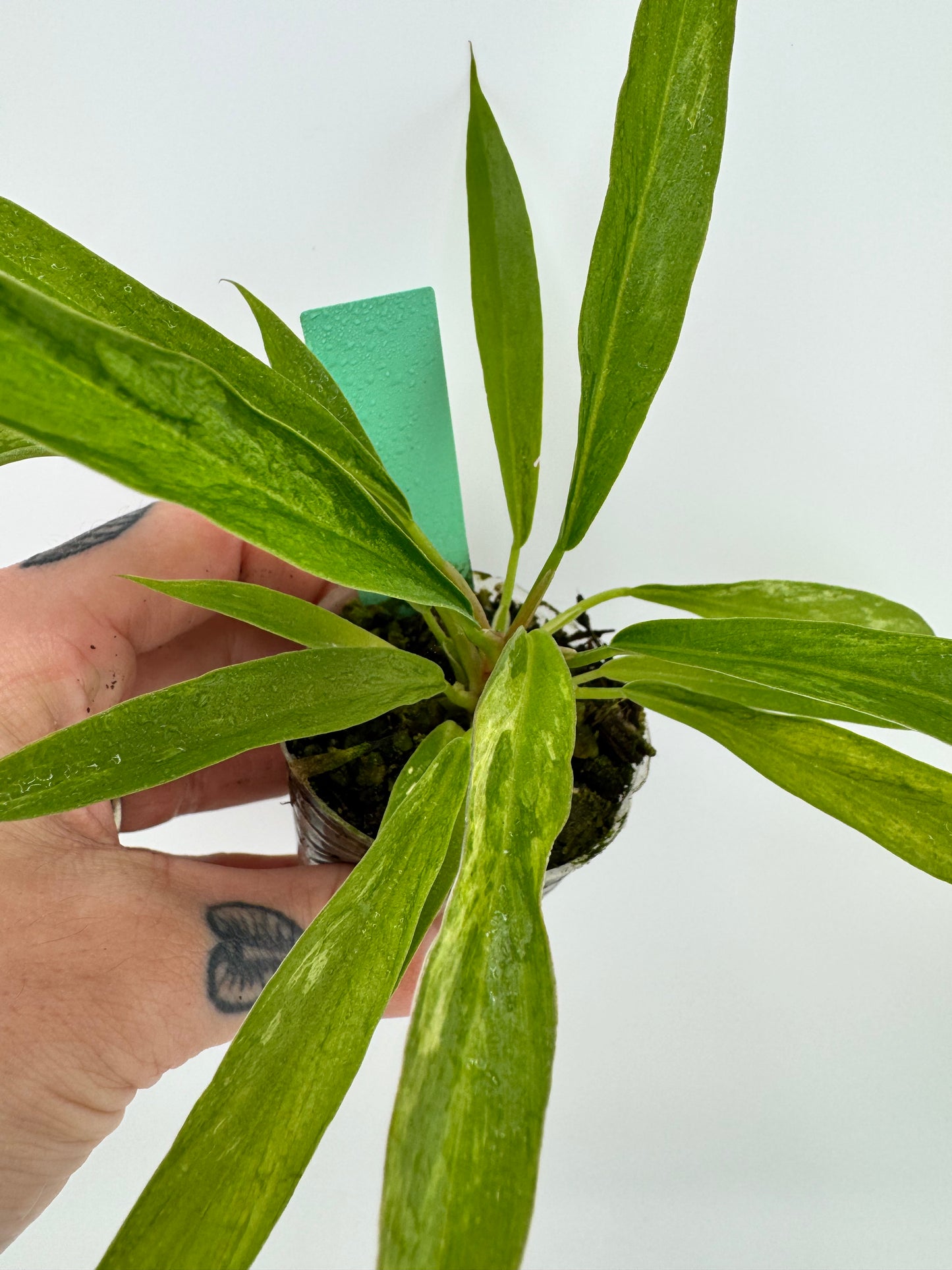 Philodendron low VAR Caramel Marble