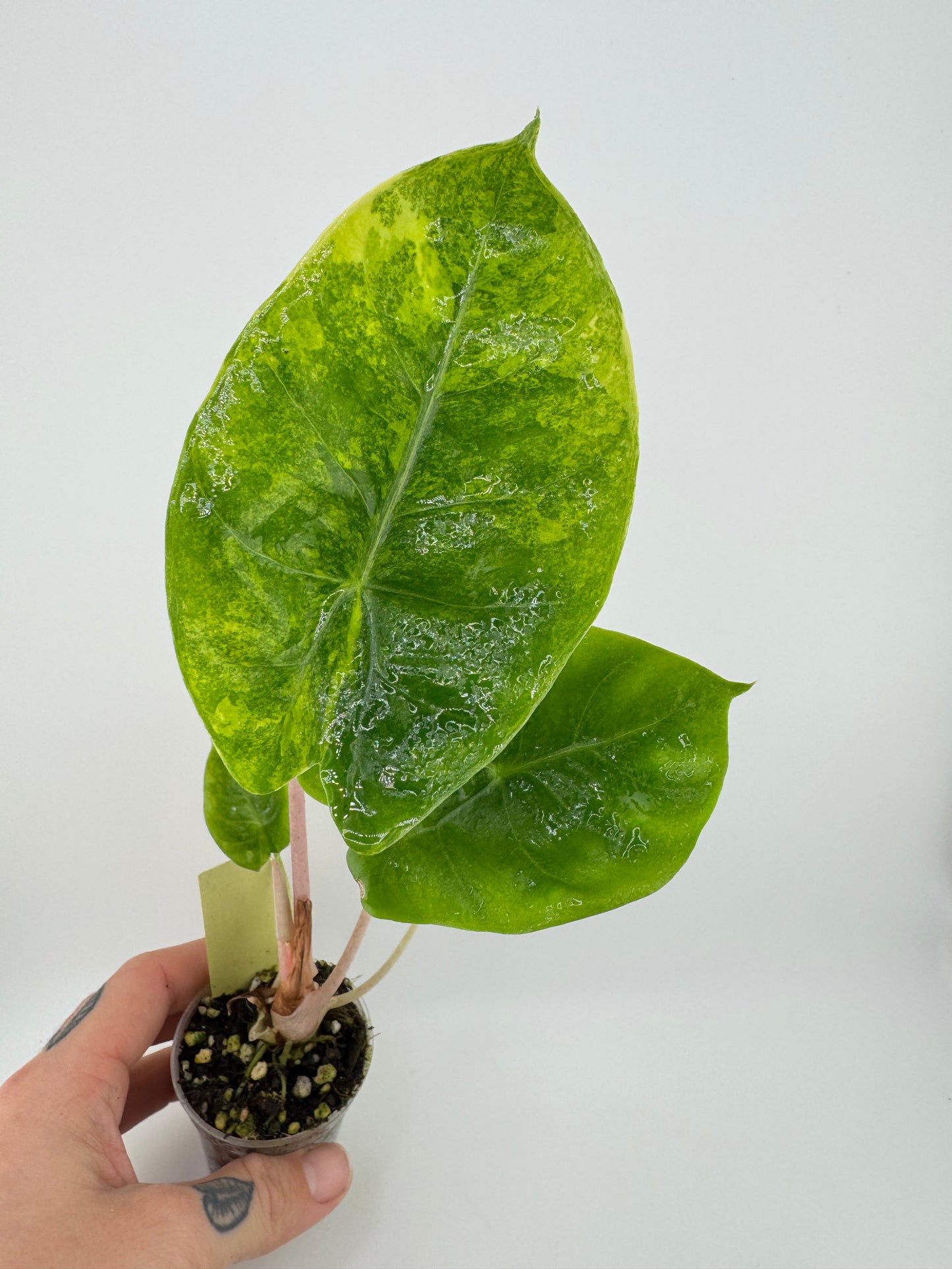Alocasia variegated Pink Dragon Aurea