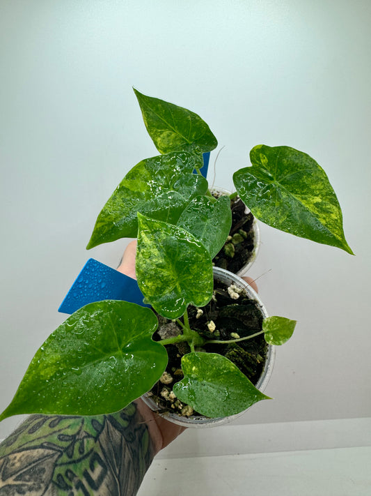 Alocasia Gagaena Aurea (rare tropical)