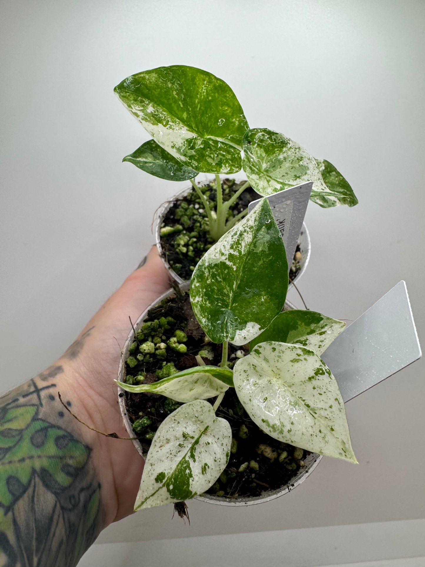 Alocasia Odora HIGH variegation (rare tropical)