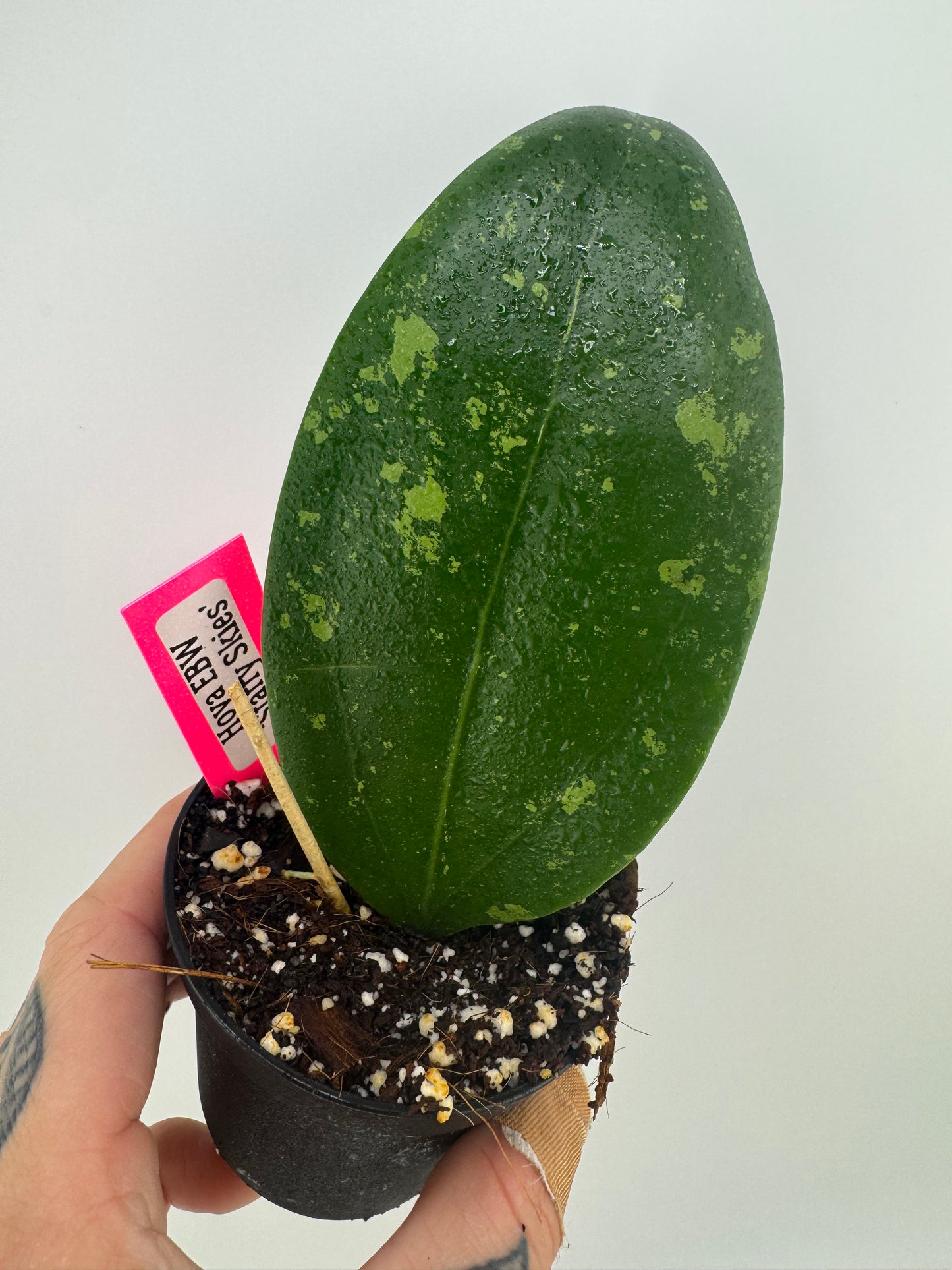 Hoya EBW ‘starry skies’