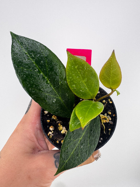Hoya Sunrise