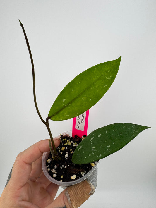 Hoya pubicalyx splash