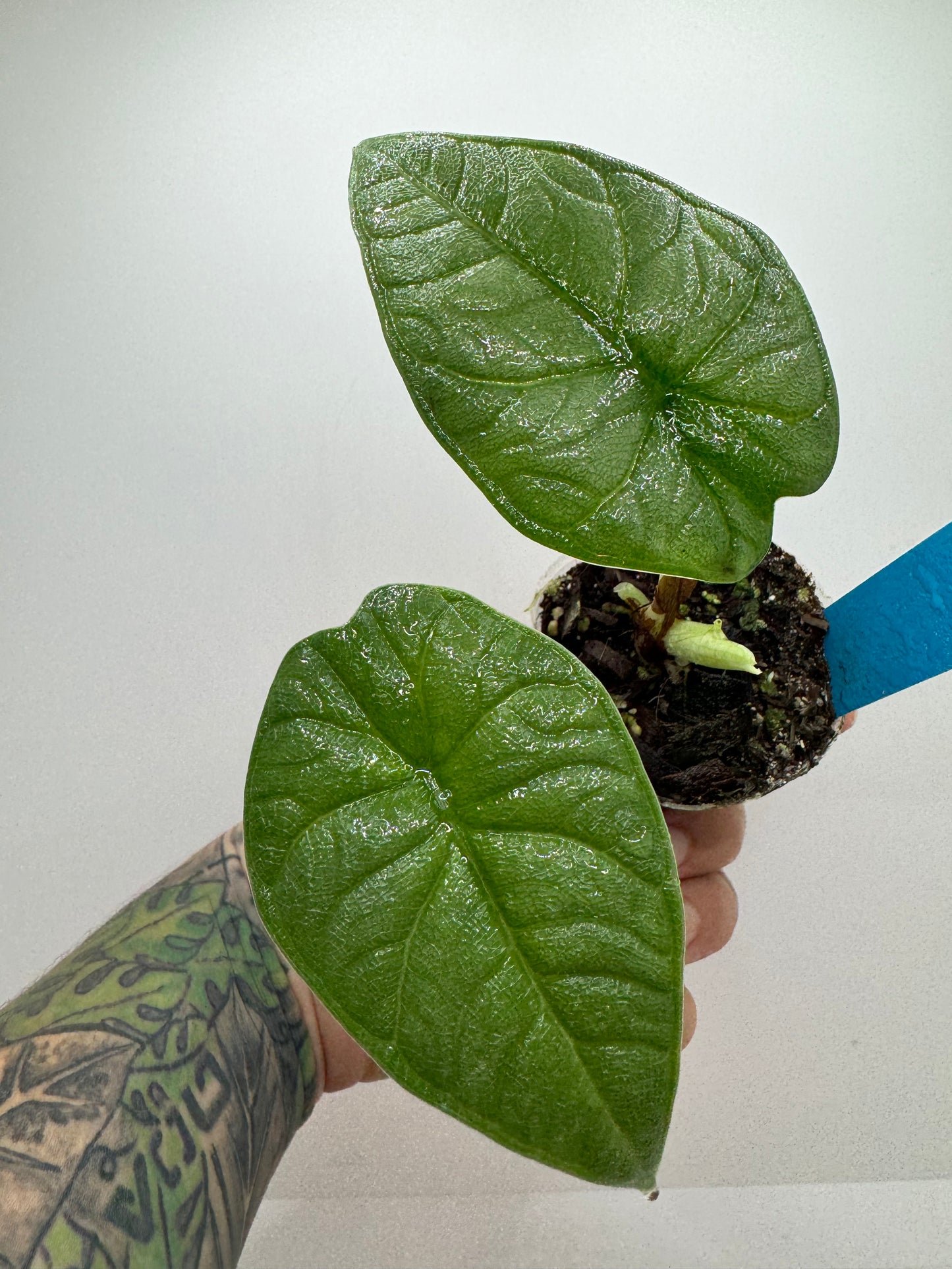 Alocasia Melo