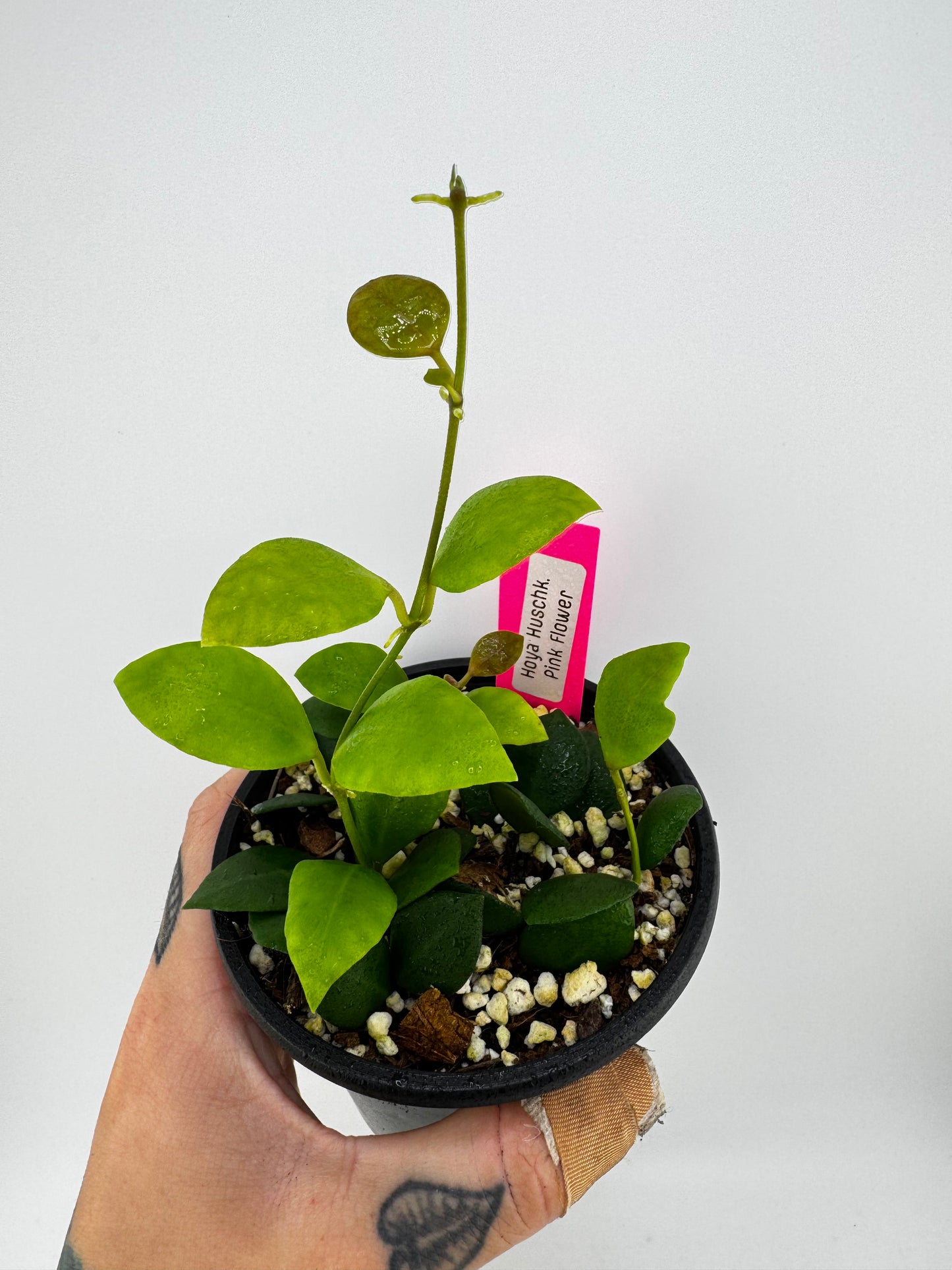 Hoya huschkeliana pink flower