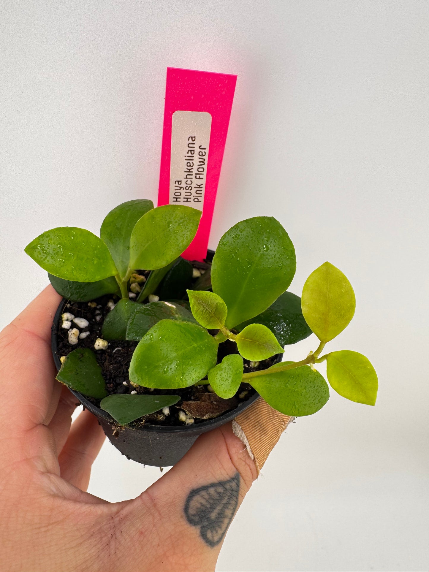 Hoya huschkeliana pink flower