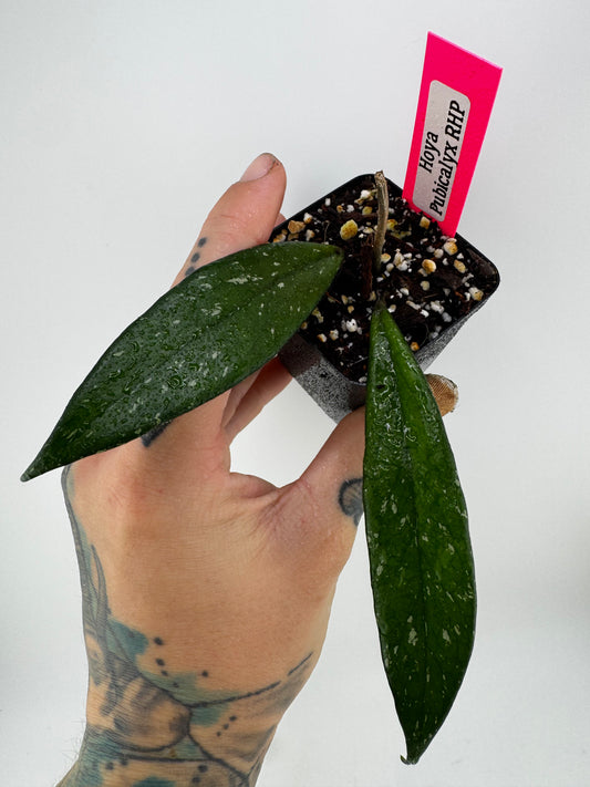 Hoya Pubicalyx ‘Royal Hawaiian Purple’