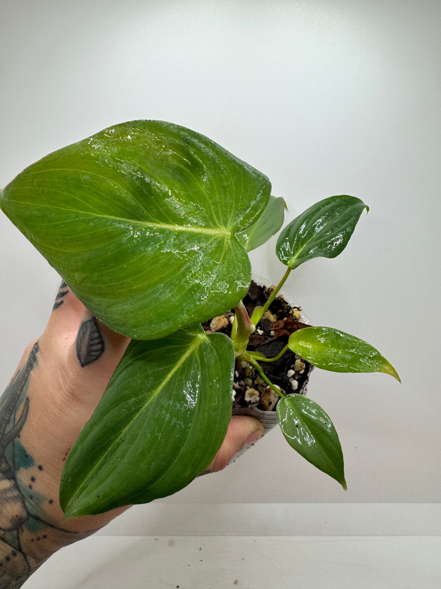 Philodendron Pastazanum