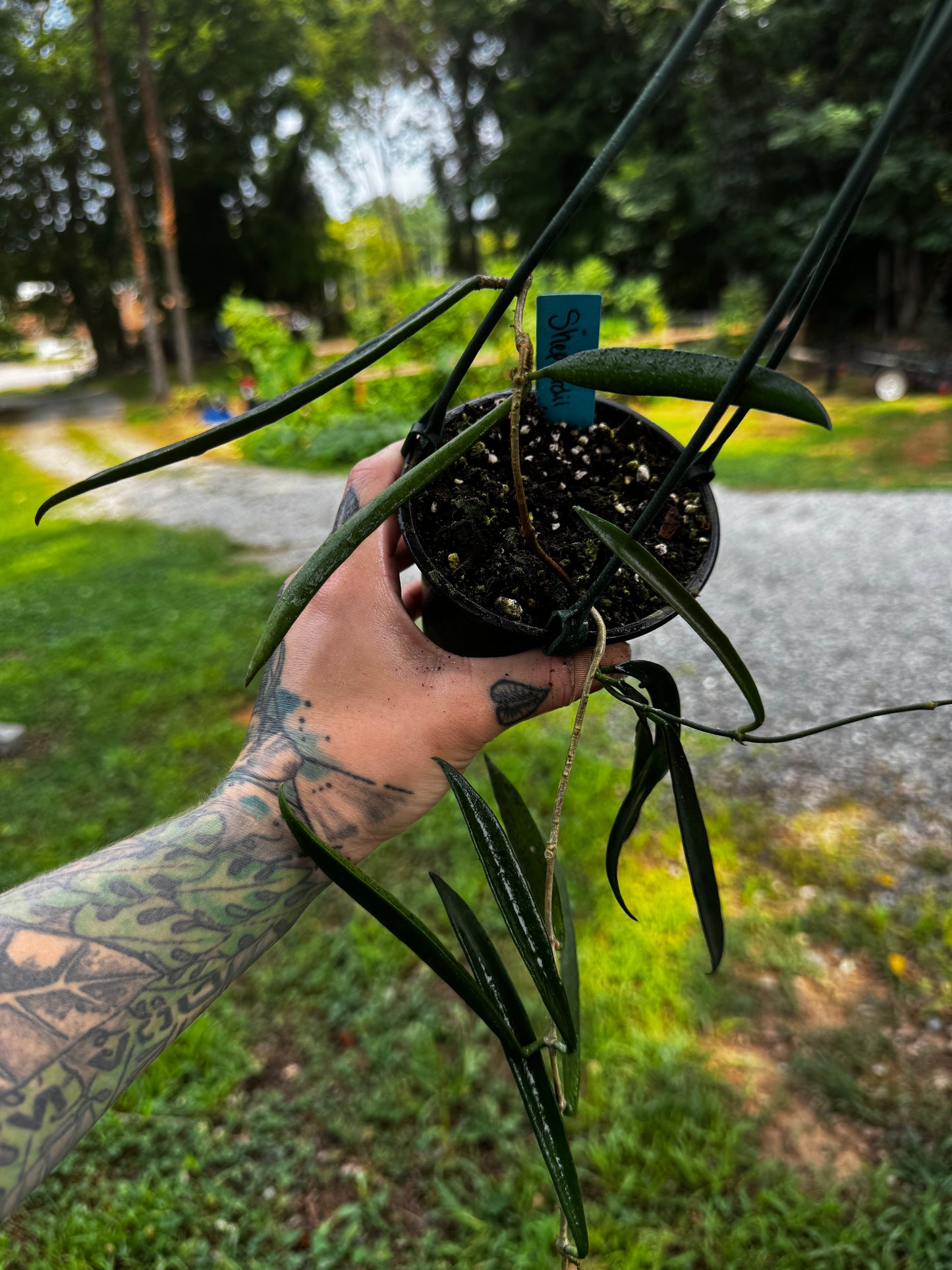 Hoya shepherdii