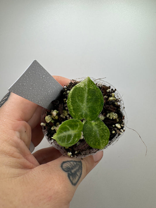 Alocasia Black Velvet ‘ninja’ albo variegated