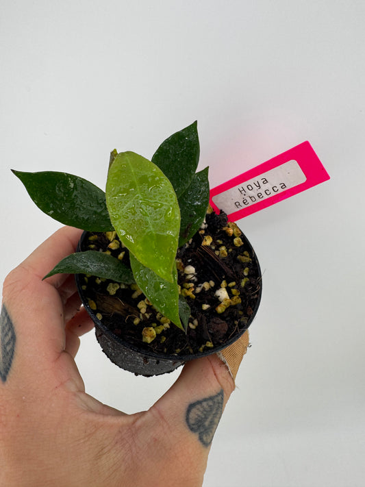Hoya ‘Rebecca’