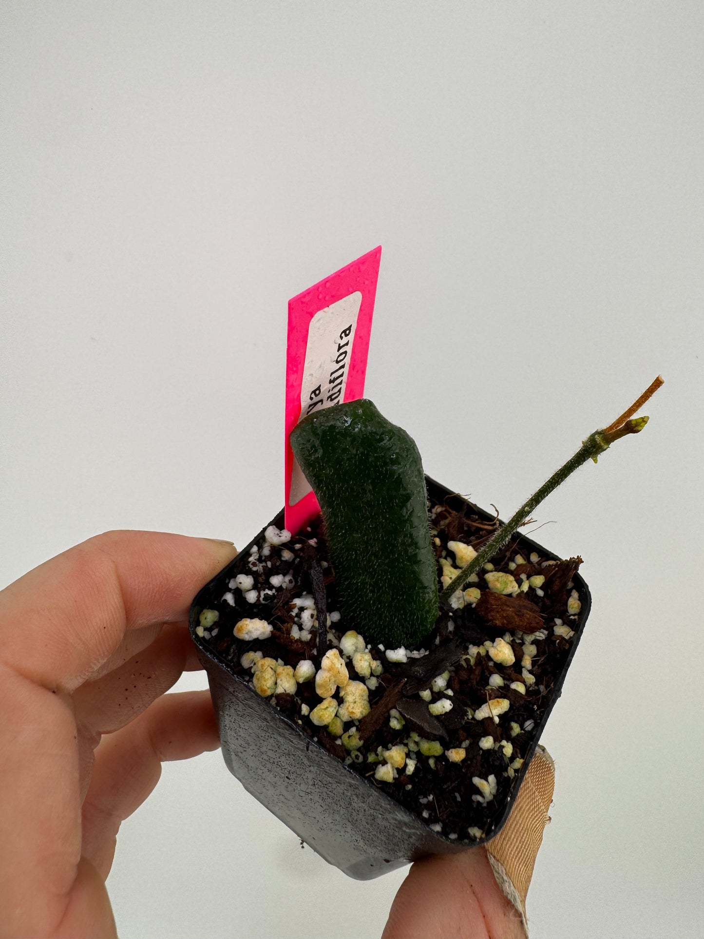 Hoya Rotundiflora
