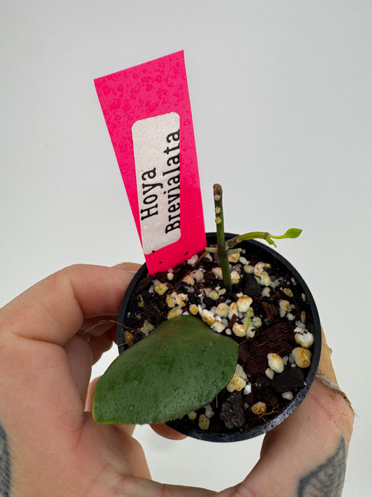 Hoya Brevialata