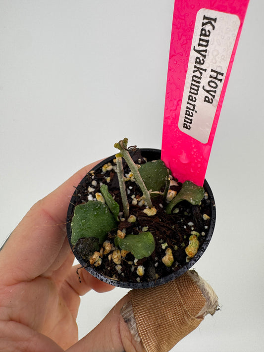 Hoya Kanyakumariana