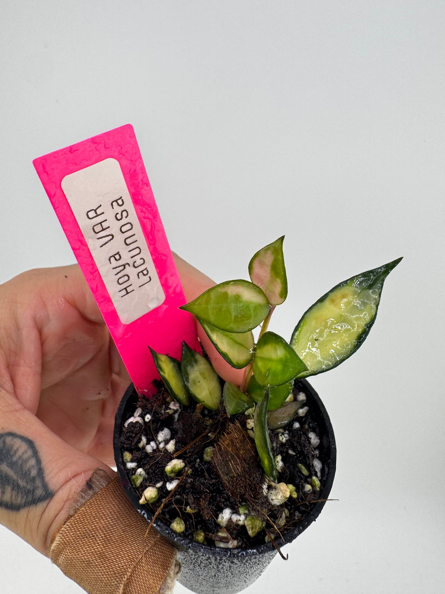 Hoya Lacunosa Variegated
