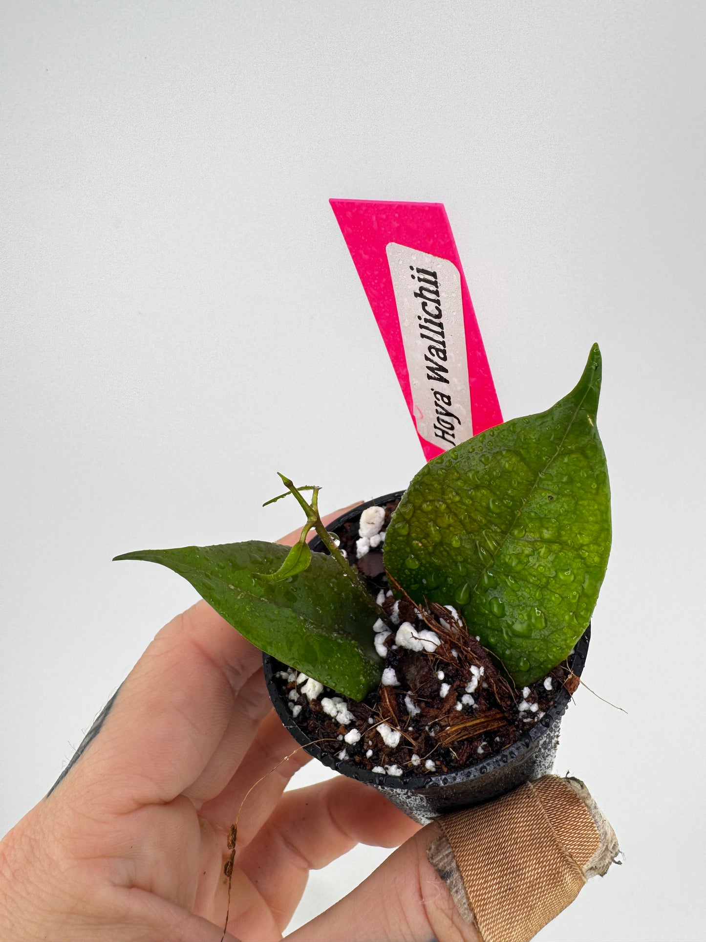Hoya Wallichii