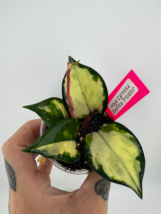 Hoya Carnosa exotica tricolor