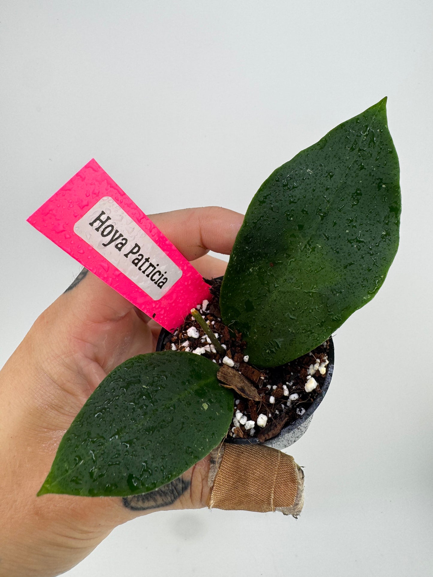 Hoya Patricia