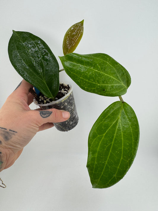 Hoya Quinquenervia