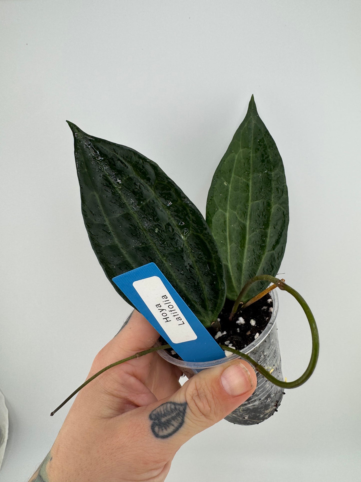 Hoya latifolia (macrophylla) green
