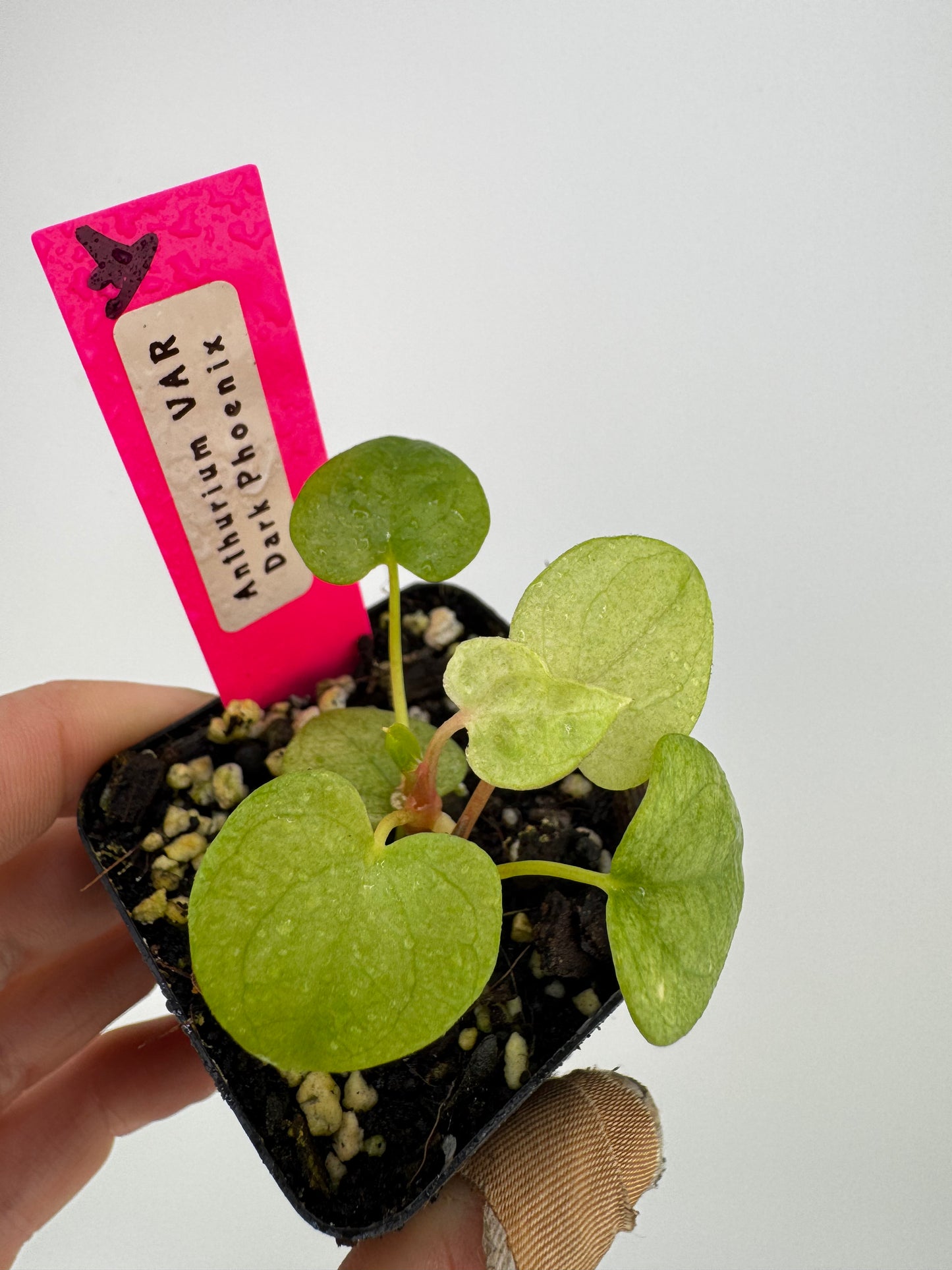 Anthurium Dark Phoenix ‘Mint’ Variegated