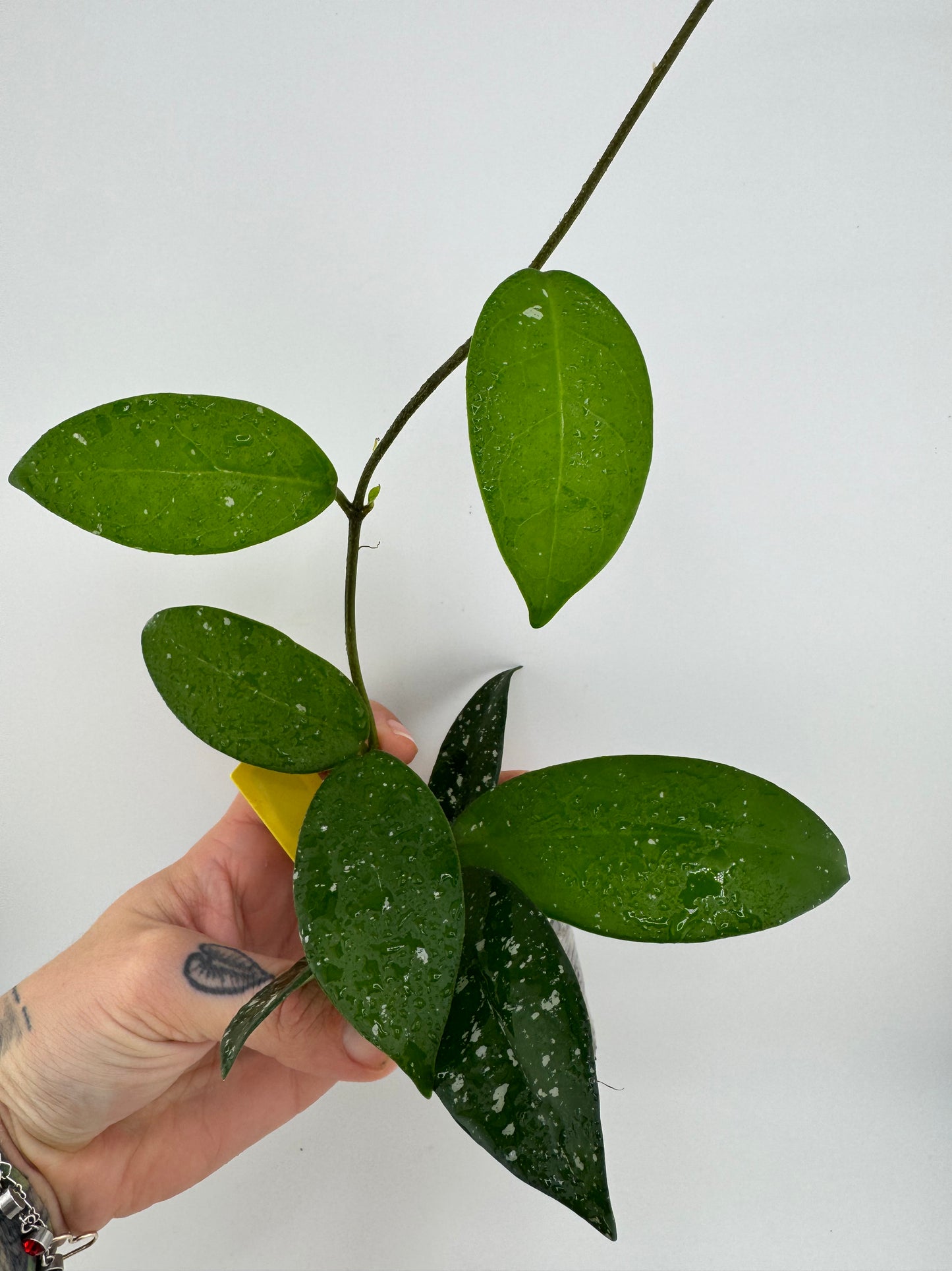 Hoya Carnosa ‘Freckles’