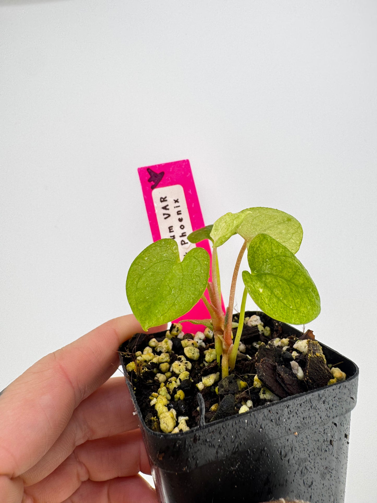Anthurium Dark Phoenix ‘Mint’ Variegated