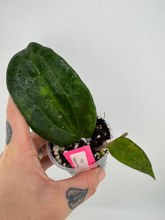 Hoya Hanhaei Pink Flower