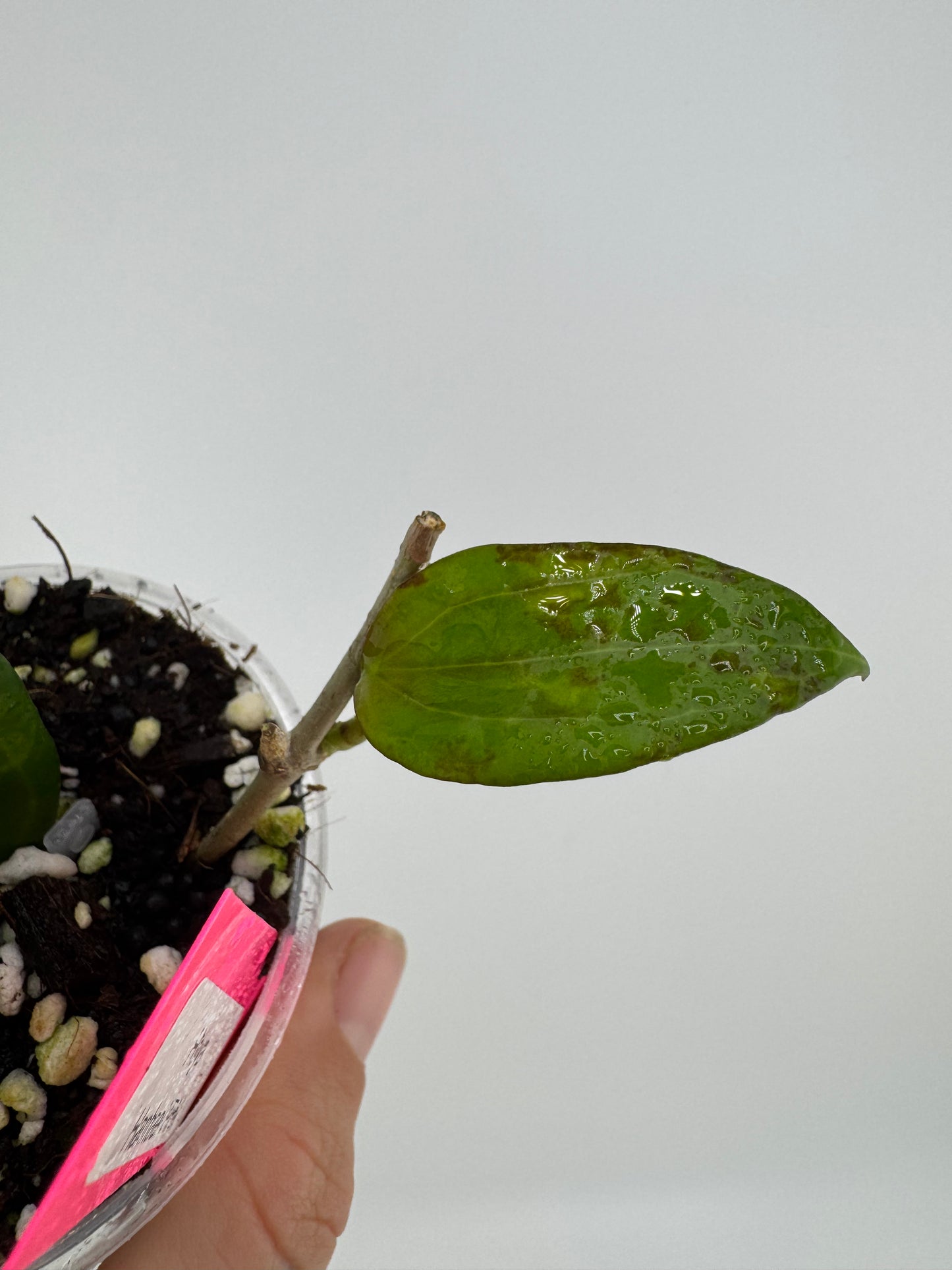 Hoya Hanhaei Pink Flower