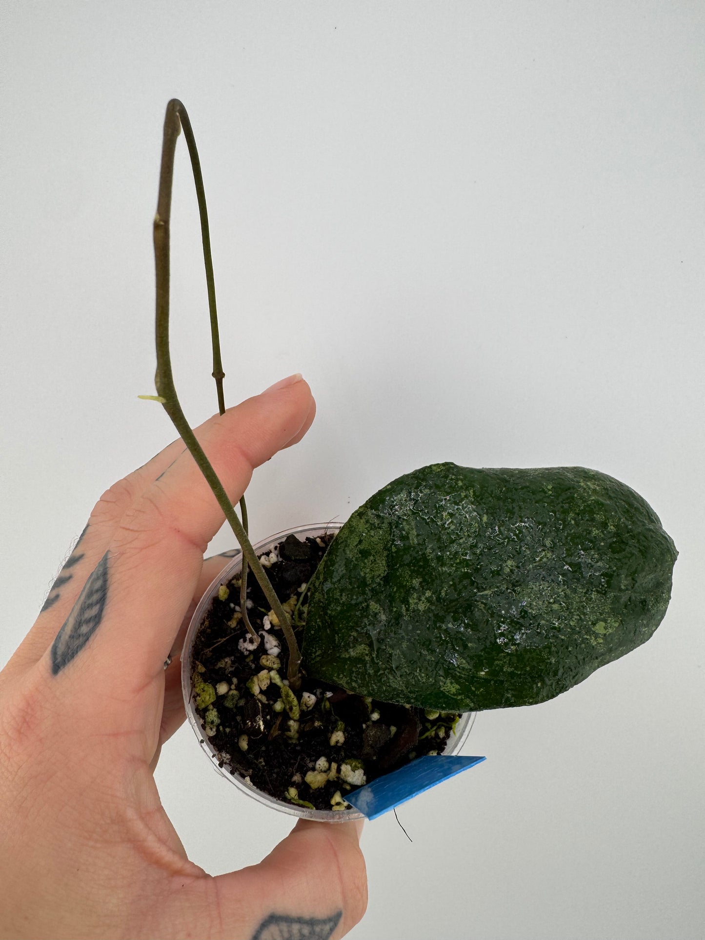 Hoya Finlaysonii ‘chicken farm’