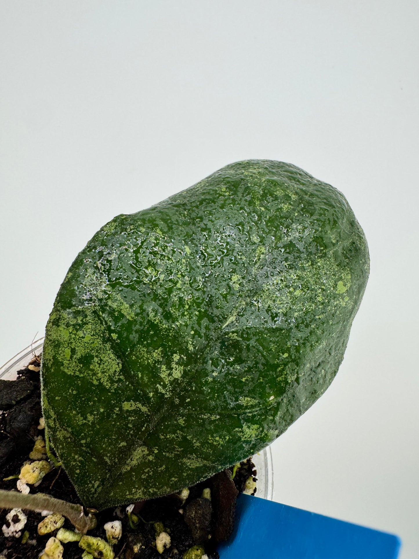 Hoya Finlaysonii ‘chicken farm’