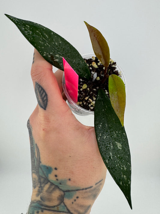 Hoya Pubicalyx ‘Royal Hawaiian Purple’