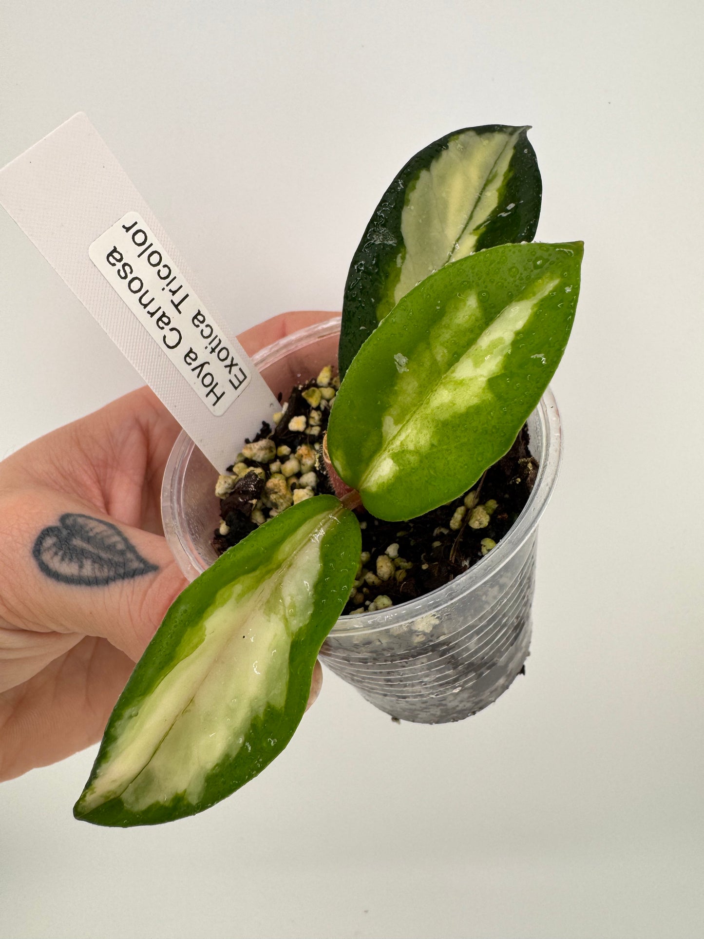 Hoya Carnosa exotica tricolor