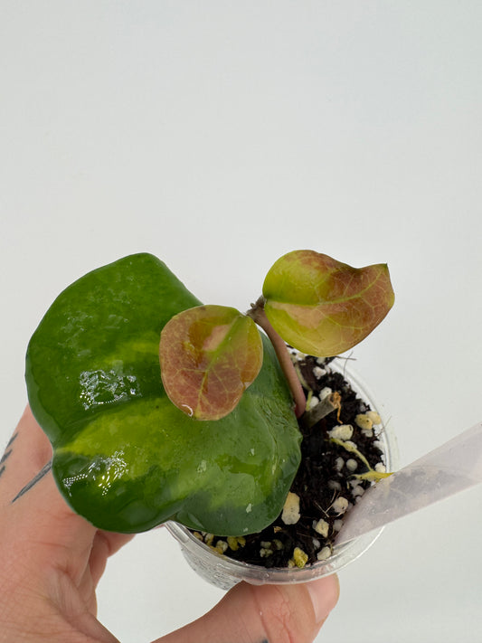 Hoya Obovota Picta inner variegated