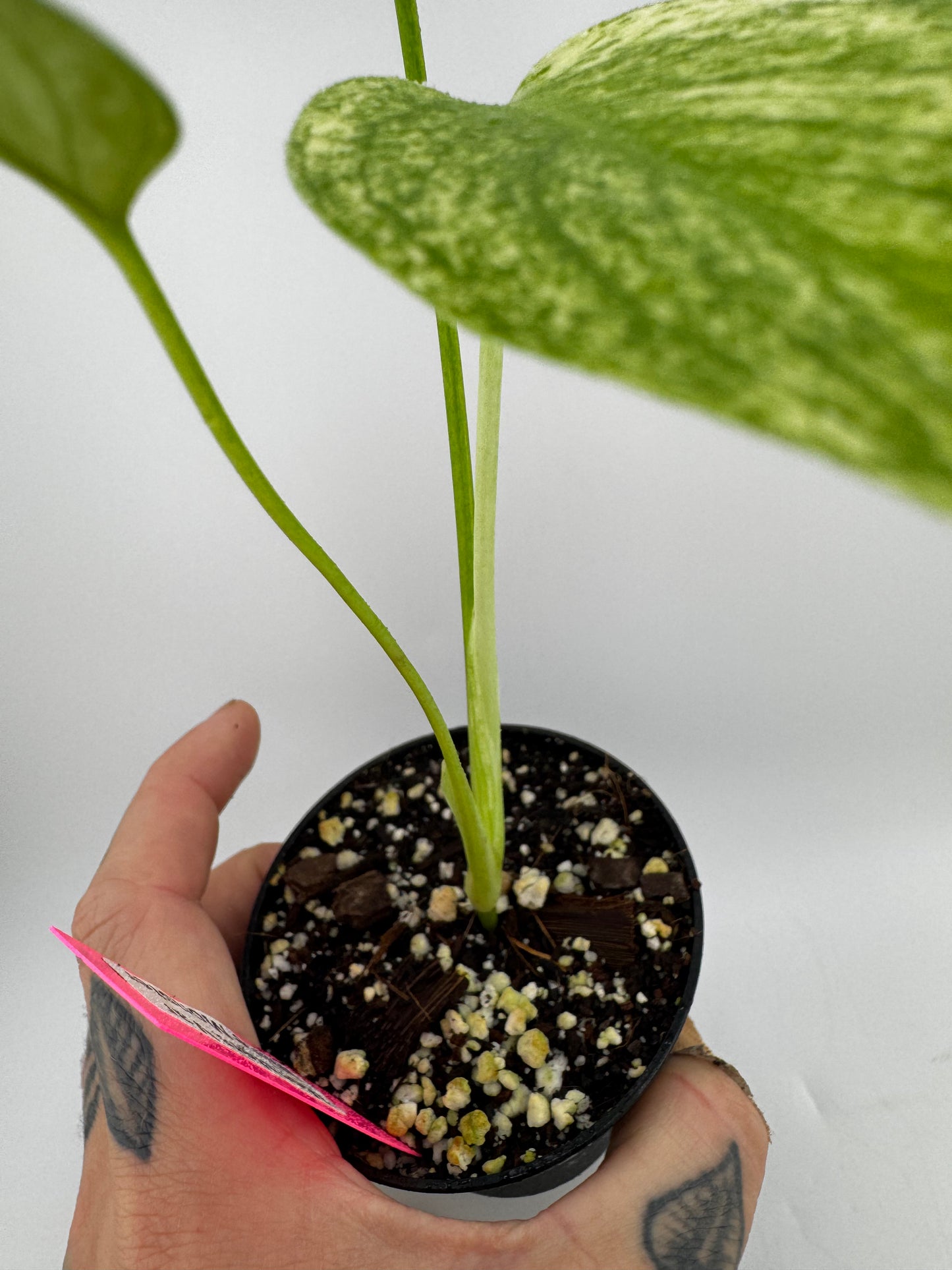 Monstera Deliciosa Mint ‘white monster’ Variegated #1