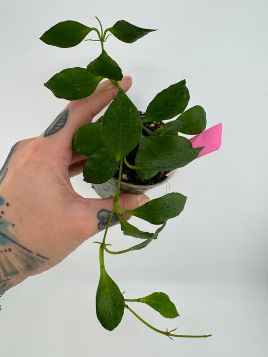Hoya huschkeliana pink flower