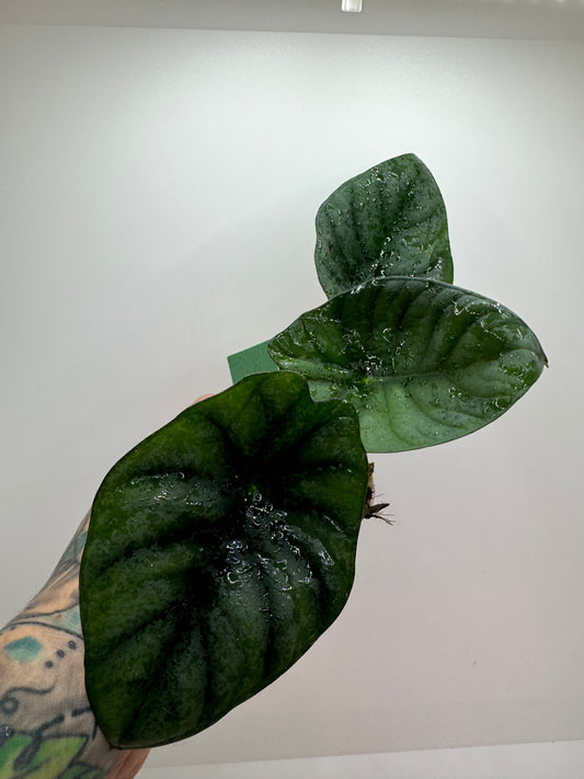 Alocasia Nebula