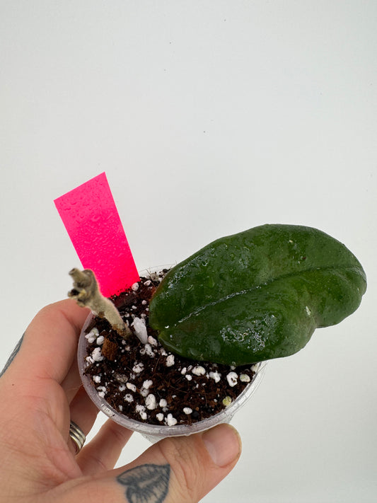 Hoya ‘Miss Debbie’