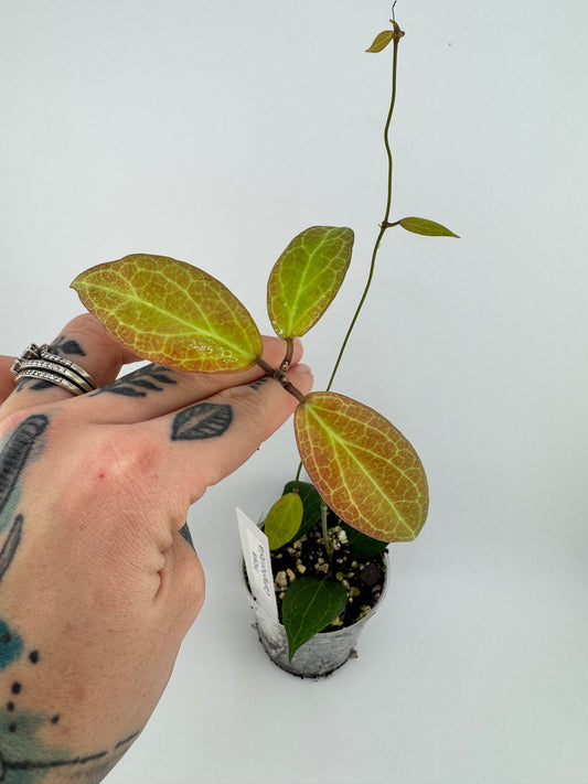 Hoya Camphorifolia
