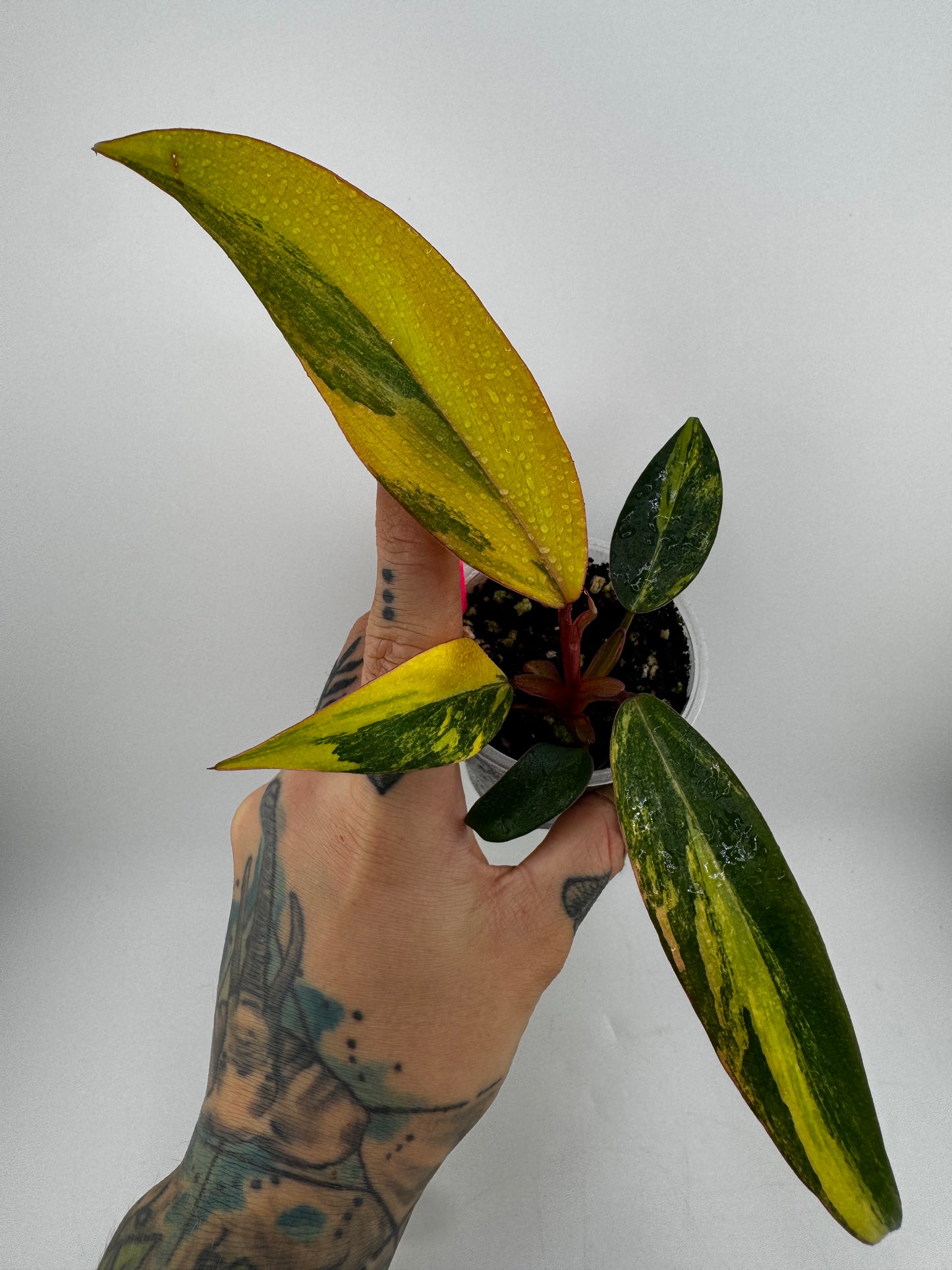 Philodendron Variegated Strawberry Shake #1