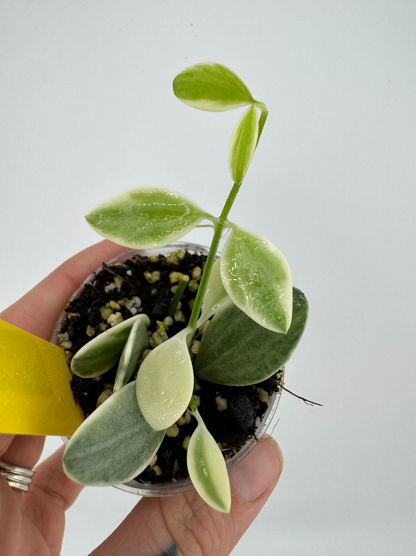 Dischidia Ointha Variegated