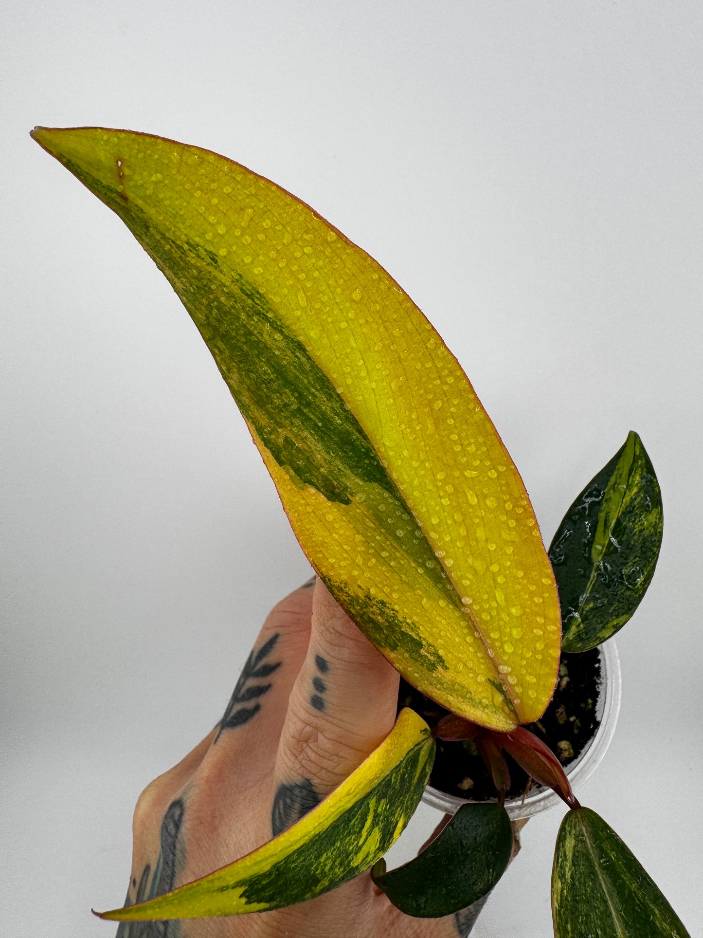 Philodendron Variegated Strawberry Shake #1