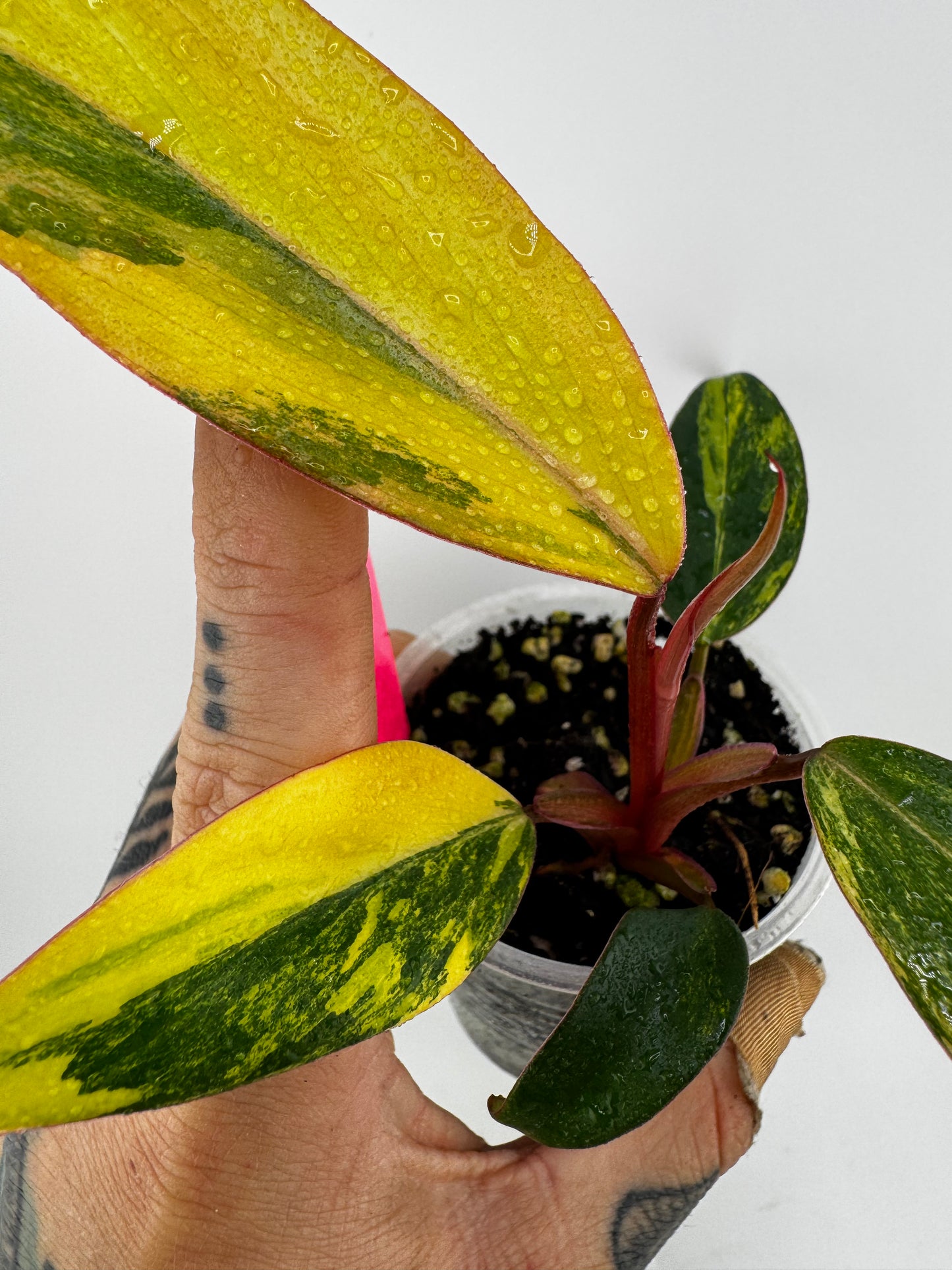Philodendron Variegated Strawberry Shake #1