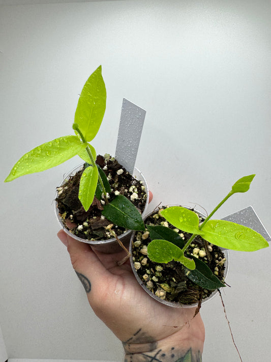 Hoya Densifolia