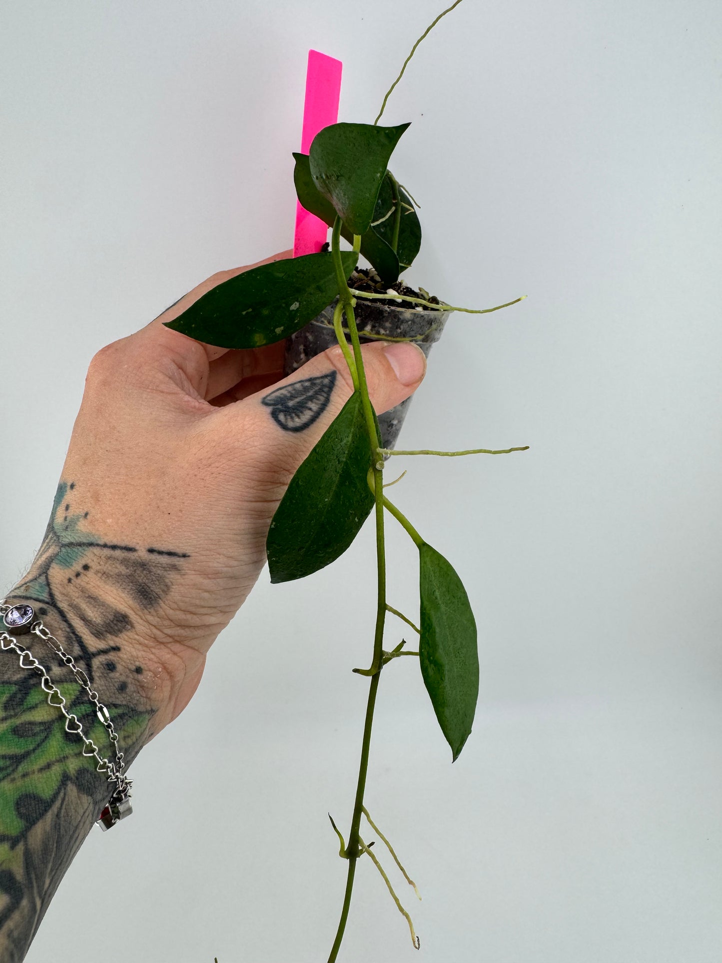 Hoya Lacunosa Purple Flower