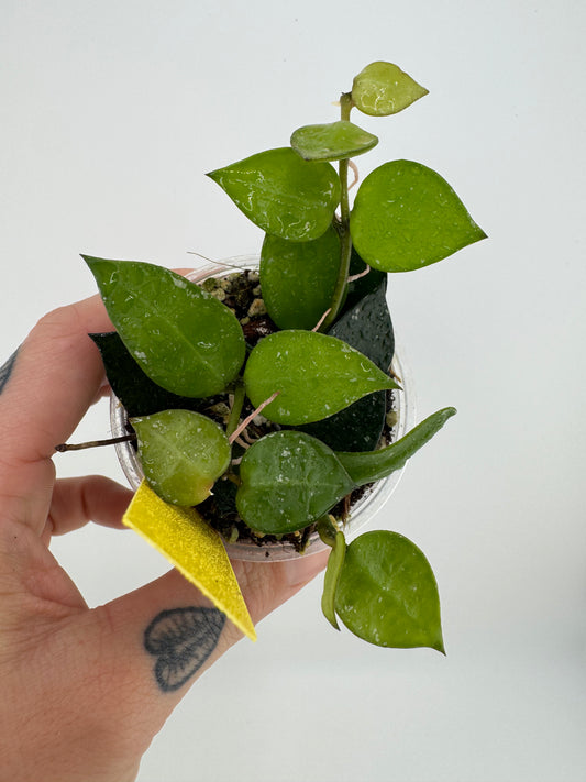 Hoya Krohniana splash