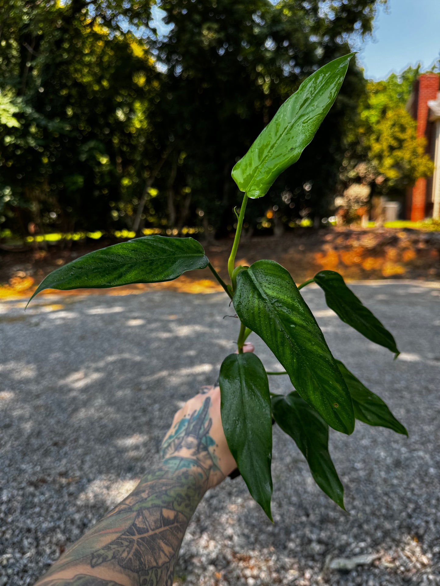 Philodendron Domesticum